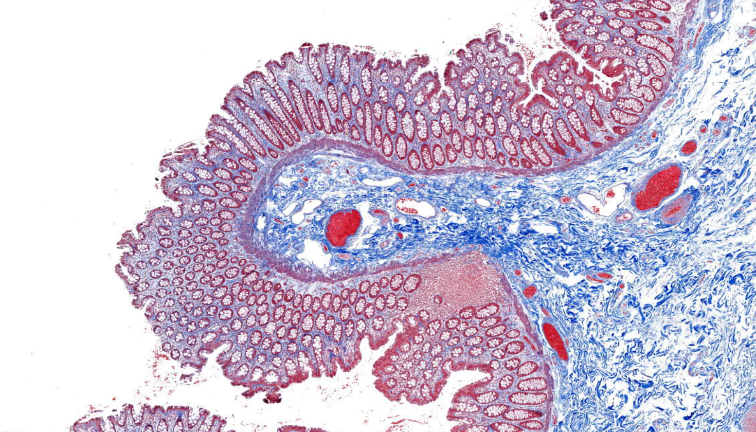 Histopathology Services
